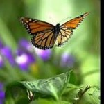 Butterfly in Flight (OK w TinEye)